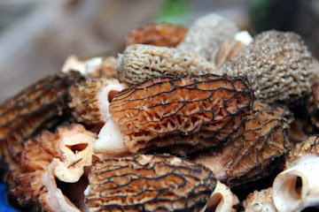 Morel Pasta
