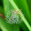 paired-legs orb web spider
