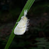 White Tussock Moth