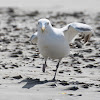 European Herring Gull