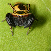 Wasp mimic jumping spider