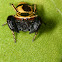Wasp mimic jumping spider
