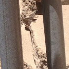 Great Basin Fence Lizard
