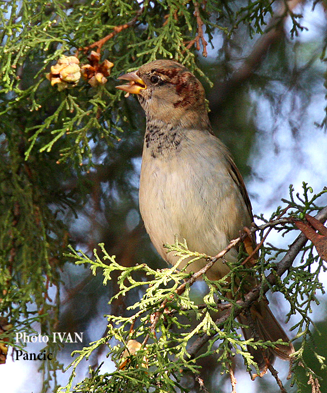 Spanish Sparrow