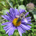 Flying bee in our garden