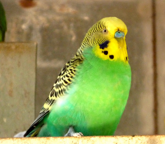 Periquito. Budgerigar | Project Noah