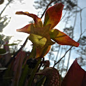 Hooded Pitcher Plant