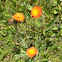 Orange Hawkweed