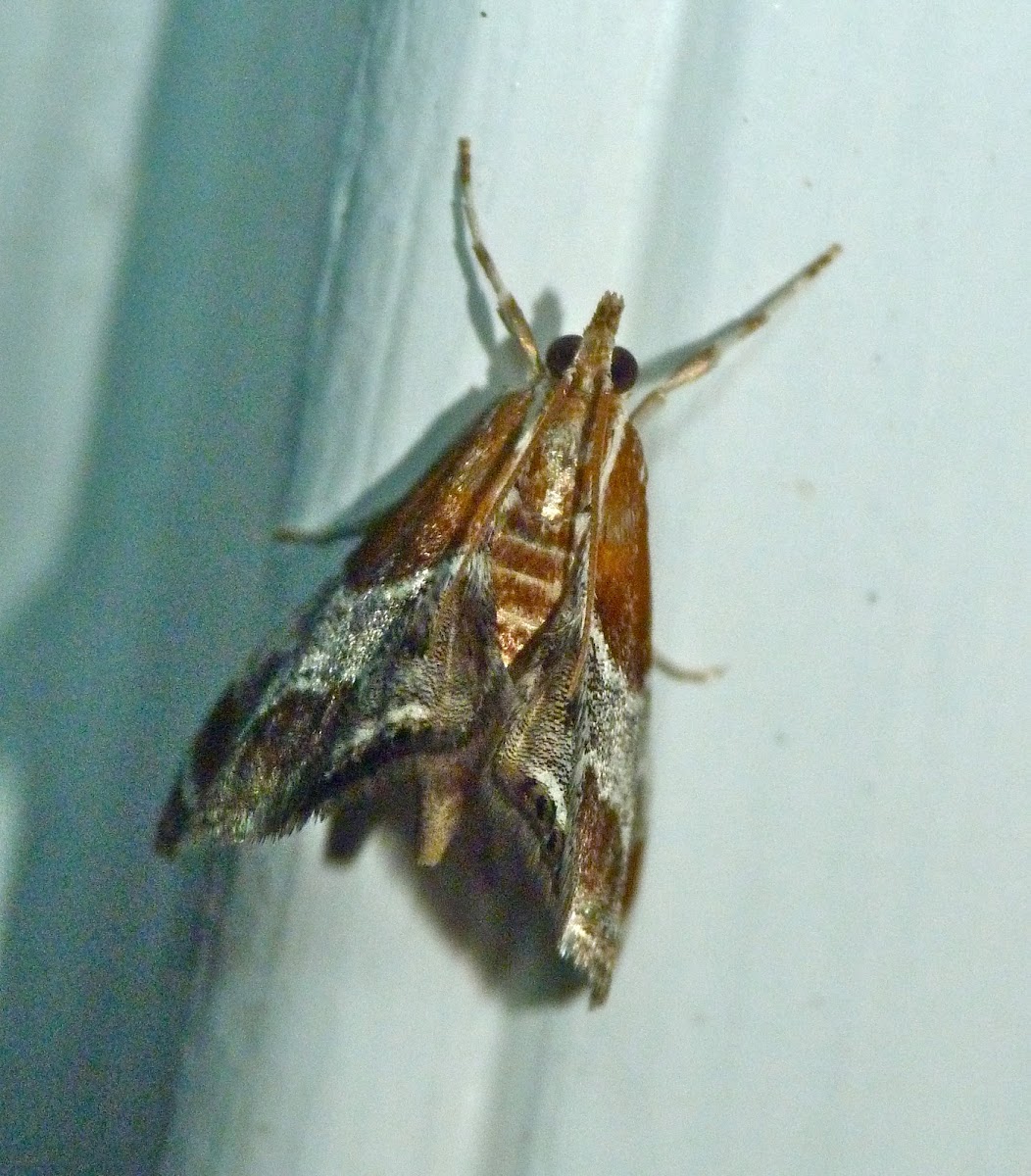 Pegasus chalcoela moth