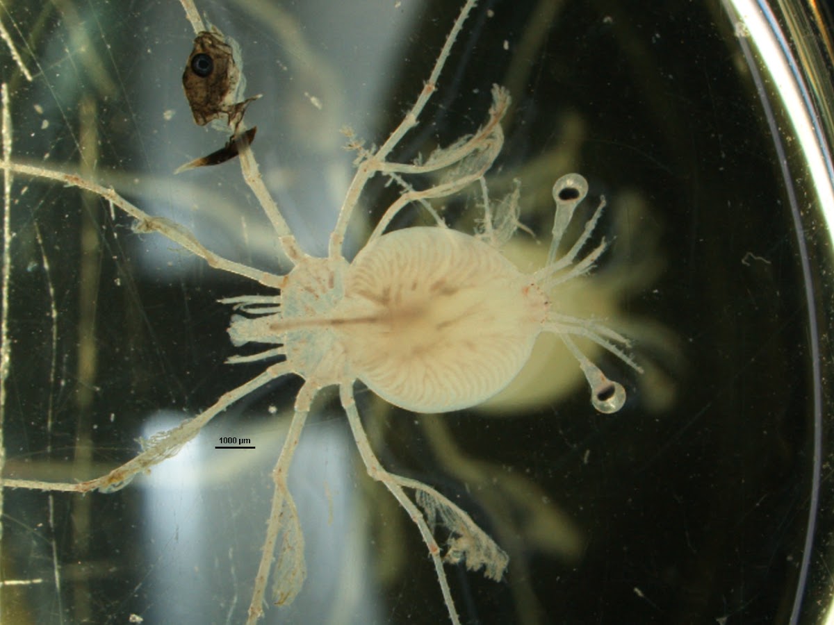 Centola (gl), Centollo (es), Spider crab (uk)