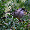 Red Wattlebird