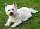 Westie