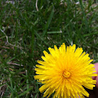 Dandelion