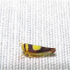 Saddleback Leafhopper