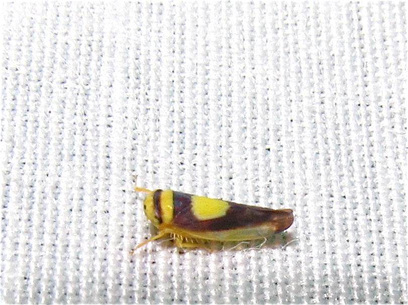 Saddleback Leafhopper