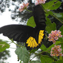 Sri Lankan Birdwing