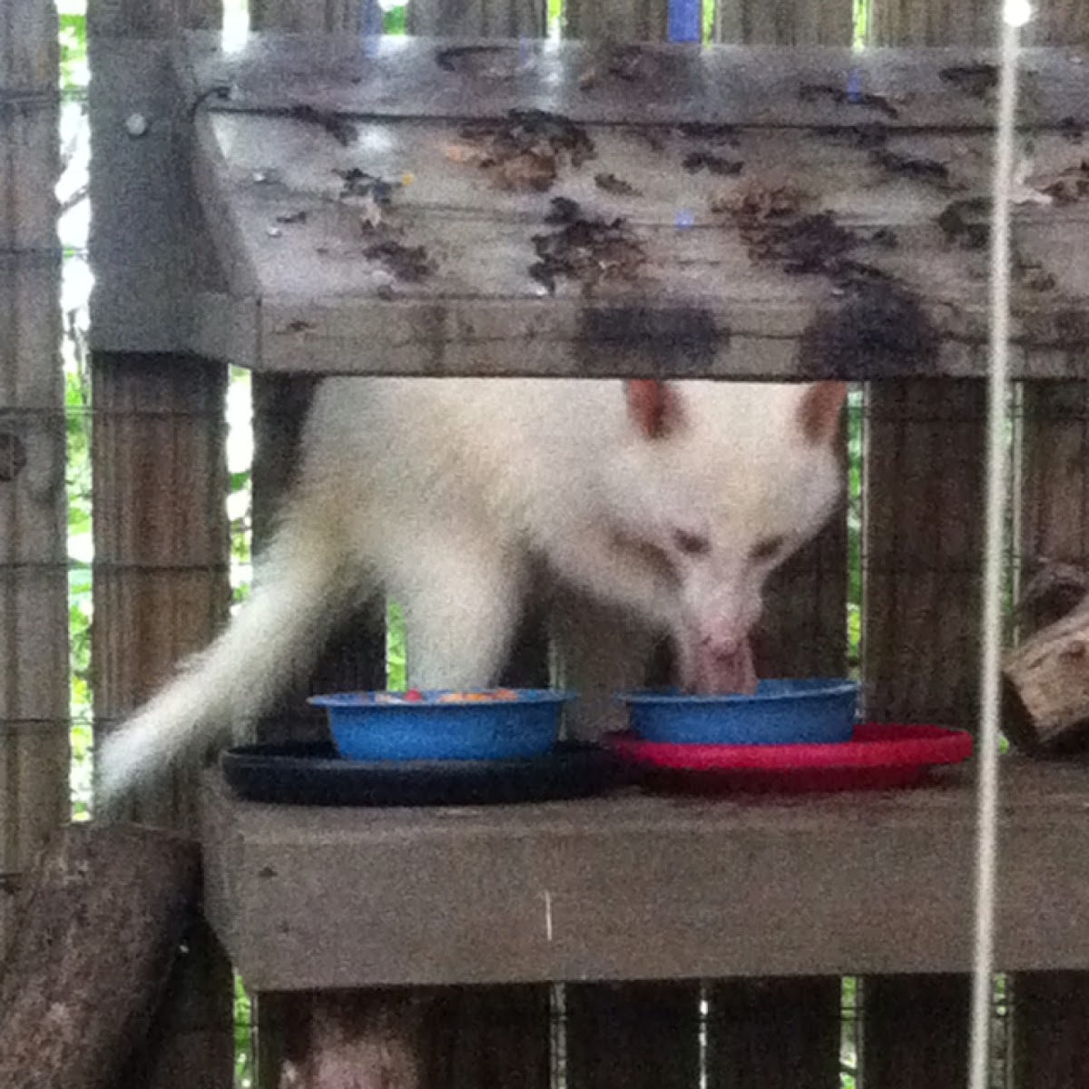 Raccoon (Albino)