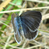 Common Grass-blue Butterfly