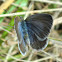 Common Grass-blue Butterfly