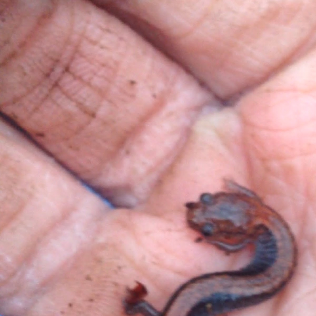 Red backed salamander