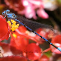 (Male) Vivid Dancer