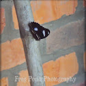 Borneo Butterfly
