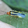 Four-lined plant bug
