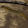 Mountain Dusky Salamander