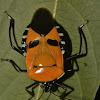 Man-Faced Stink Bug
