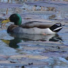 Mallard duck           Male