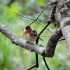 Bay-Breasted Warbler