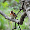 Bay-Breasted Warbler