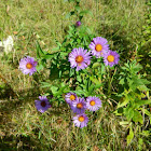 New England Aster