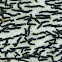 Pencilmark lichen