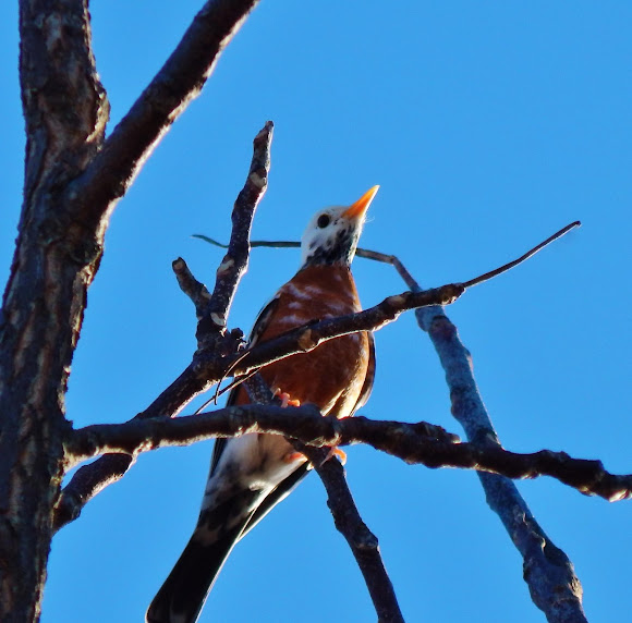 Piebald American Robin Project Noah