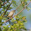 Varied Bunting (female)