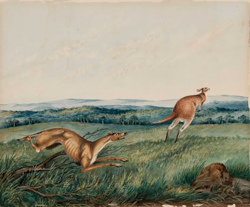 Dog chasing a kangaroo