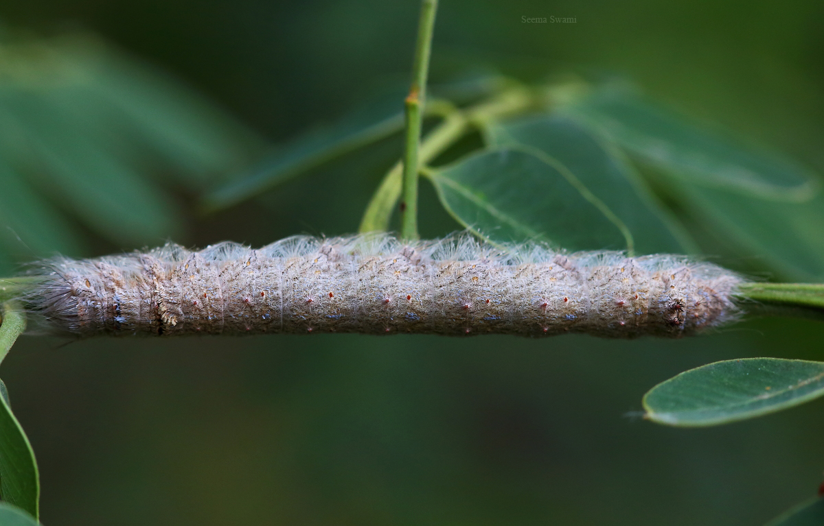 Caterpillar