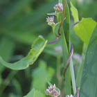 Climbing Boneset