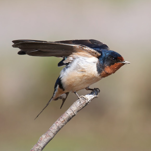 Barn Swallow Project Noah
