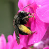 Long-horned Bee