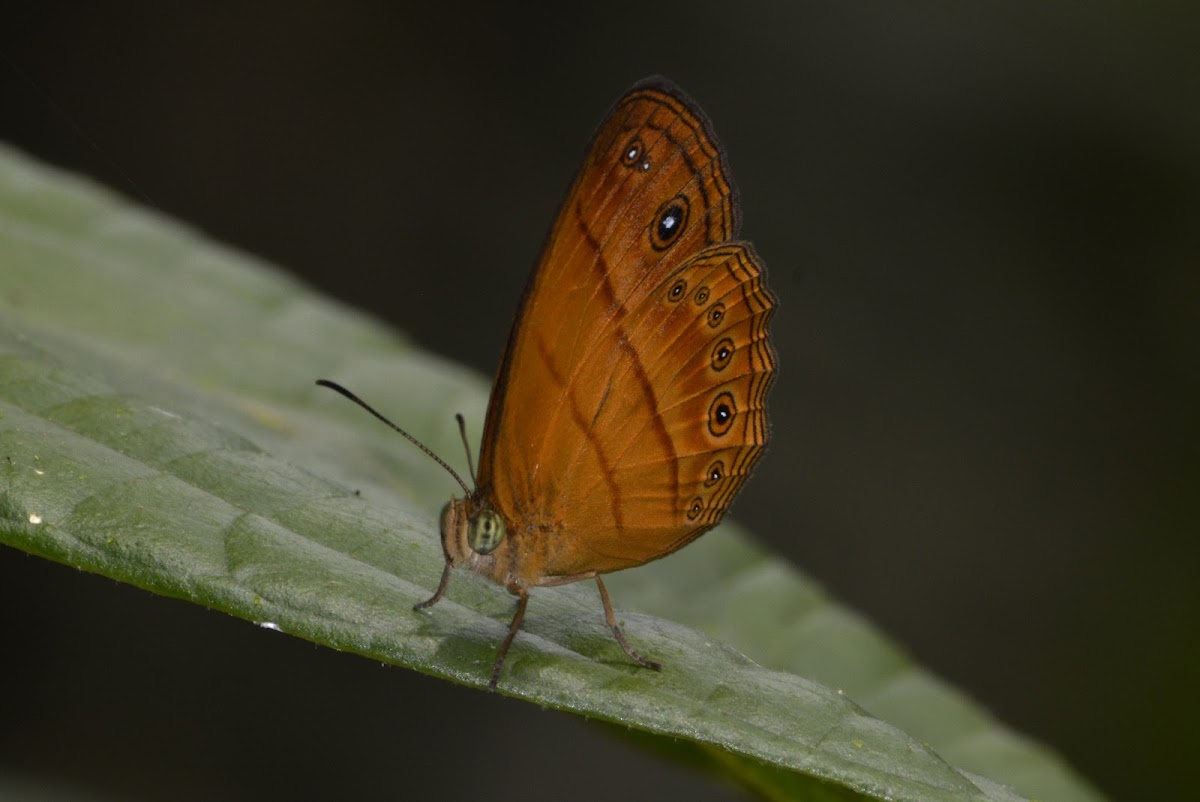 Malayan Bush Brown Butterfly