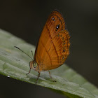 Malayan Bush Brown Butterfly