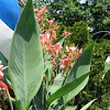 Canna Lily with peach flower