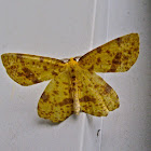 False Crocus Geometer