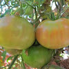 Tomato (Unknown Globe Variety)