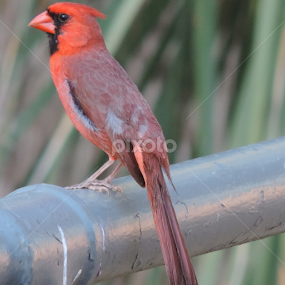 Cardinal by Christie Chambers - Novices Only Wildlife