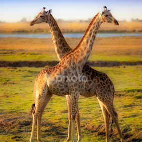 Giraffes in cross in Botswana by Marjorie Speiser - Uncategorized All Uncategorized