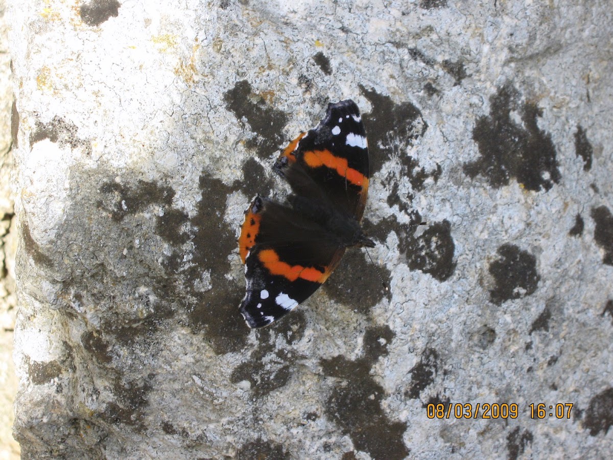 Red Admiral