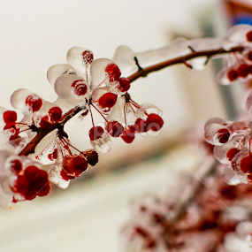 Frozen Crabapple by Nancy Merolle - Nature Up Close Trees & Bushes